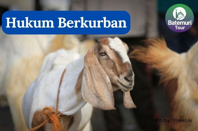 Hukum Berkurban bagi Umat Islam